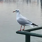 Cavaedium アローナ
