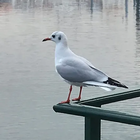 Cavaedium Arona